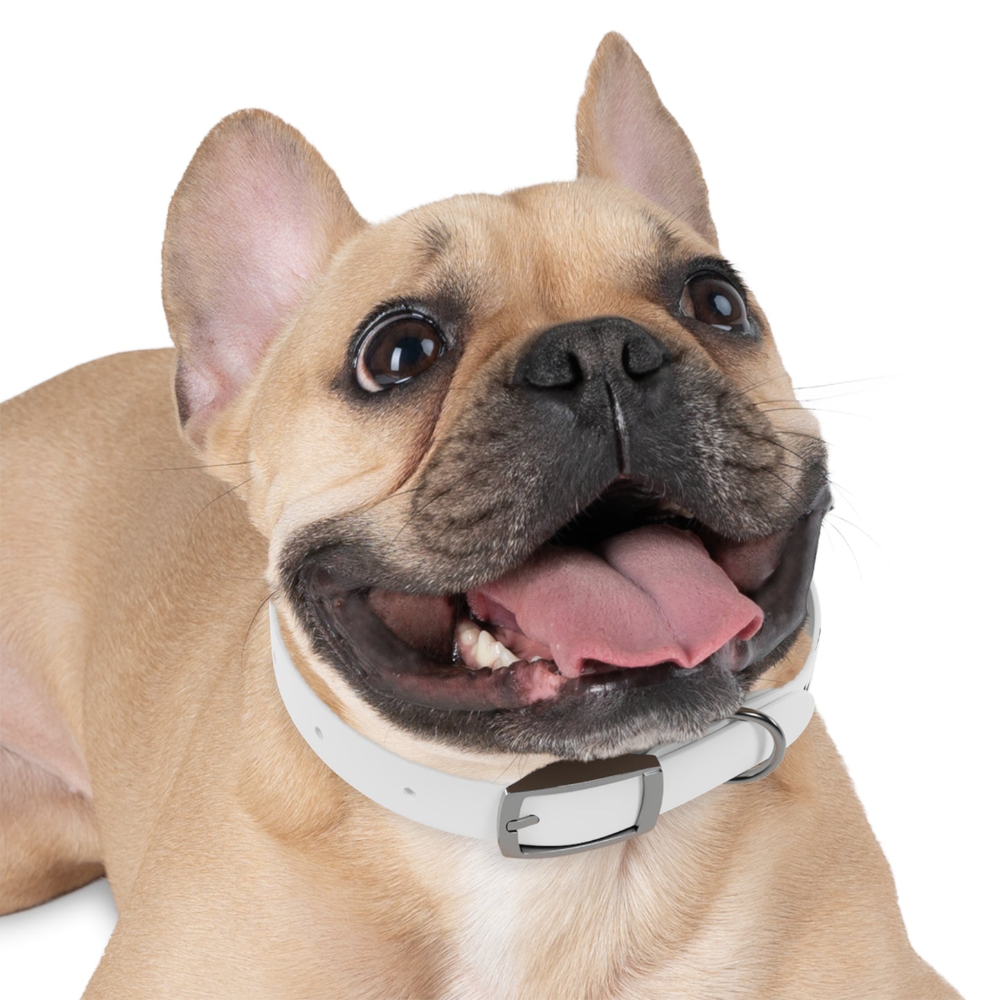 Family Dog Collar - Tales from the Tangle