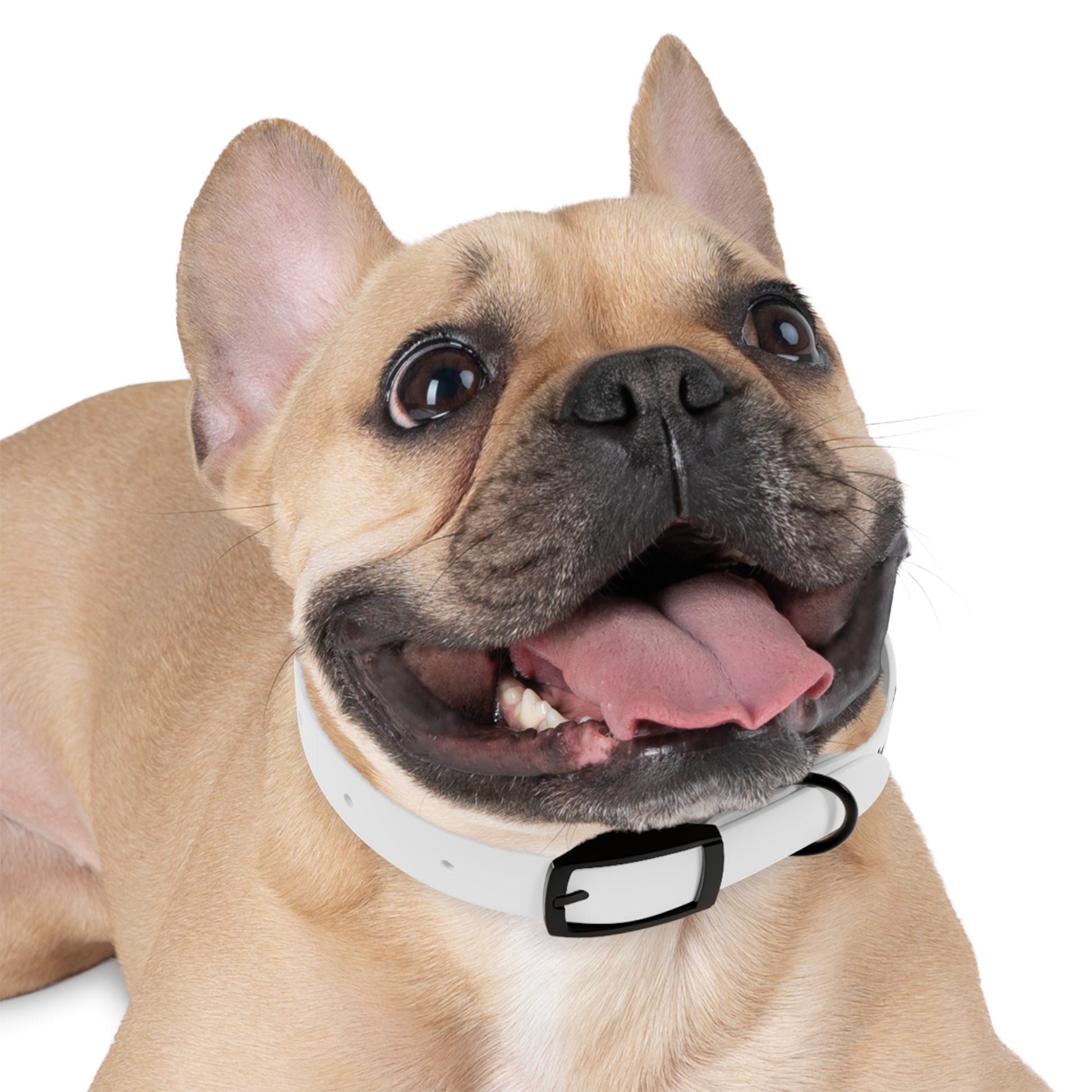 Family Dog Collar - Tales from the Tangle
